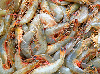 Many fresh prawns
