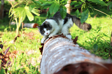 Beautiful cat playing on a wooden timber in the garden.