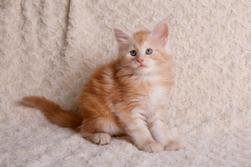Red-haired Maine Coon kitten at home on the couch
