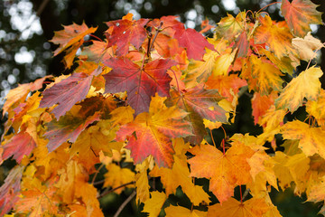 Herbstlaub rot, orange gelb