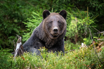 Obraz na płótnie Canvas Brown bear in autumn forest