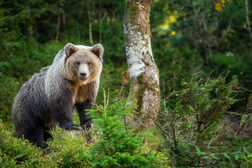 Obraz premium Brown bear in autumn forest
