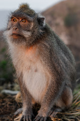 Monkey portrait macaque sunrise Batur point Bali Indonesia