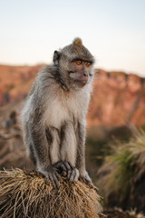 Monkey portrait macaque sunrise Batur point Bali Indonesia