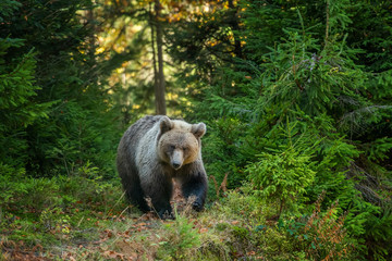 Brown bear in autumn forest