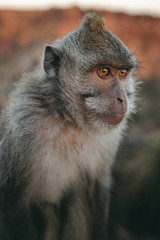 Monkey portrait macaque sunrise Batur point Bali Indonesia