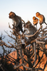 Little monkeys on the tree sunrise Batur point Bali Indinesia