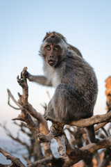 Naklejka na ściany i meble Little monkey on the tree sunrise Batur point Bali Indinesia