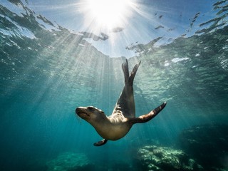 Fototapeta Beautiful shot of a California sea lion seal enjoying the rays of the sun in Baja California obraz