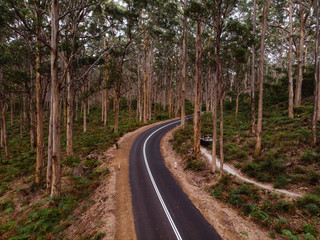 Fototapeta na wymiar Tar road winding through amazing tall trees, almost as if in the middle of nowhere at Borunyup forrest, Western Australia.