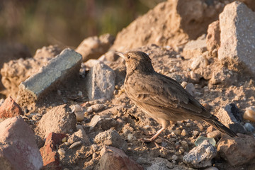 A Lark Taking a Look at the Surroundings on a Sunny Autumn Day