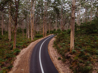 Fototapeta na wymiar Tar road winding through amazing tall trees, almost as if in the middle of nowhere at Borunyup forrest, Western Australia.