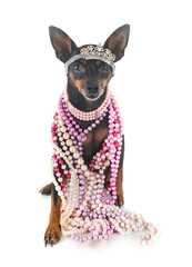 miniature pinscher in studio