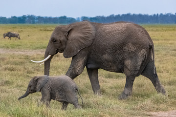 Naklejka na ściany i meble Two elephants in the savannah in the Serengeti park, the mother and a baby elephant walking with western cattle egrets on the grass