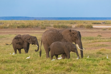 Two elephants in the savannah in the Serengeti park, the mother and a baby elephant walking with western cattle egrets on the grass