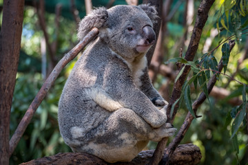 Koala in a tree 