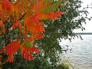 Herbst am See mit einem Baum und gefärbten Blätterm