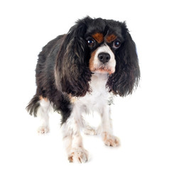 cavalier king charles