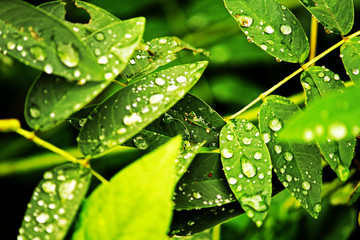 Close up of green leaf with dew drops in morning