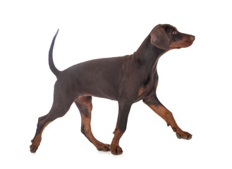 puppy doberman pinscher in studio
