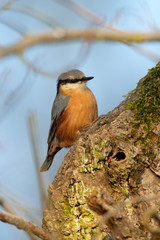 Eurasian Nuthatch (Sitta europaea) in the nature protection area Moenchbruch near Frankfurt, Germany.