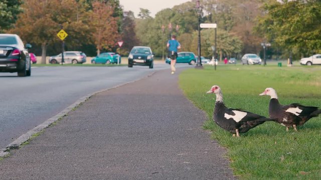 Muscovy duck in the park by road with jogger