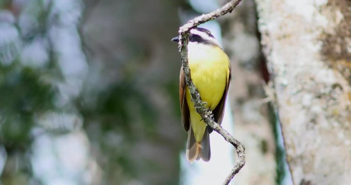 Yellow Bird, Brazil. Bem-Te-Vi Perched In A Tree