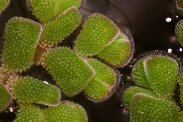 Study of Mosquito fern(genus Azolla) is species of aquatic ferns under the microscope.