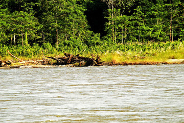 landscape image with mountains, trees and a river in front. beautiful scenery