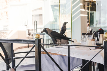 crow in the restaurant