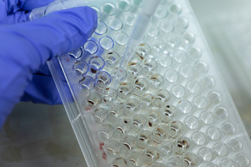 Study of fish blood composition with 96 wells microplate for laboratory testing.