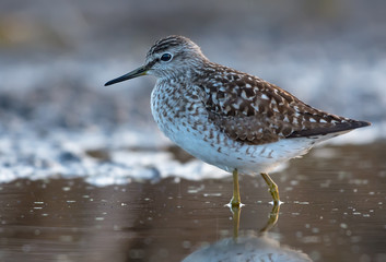 Wood sandpiper posing in soft morning light in water near a shore