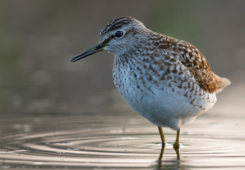 Close and Big photo of Wood sandpiper resting in water with circles on surface
