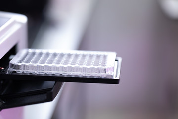 Study of fish blood composition with 96 wells microplate for laboratory testing.