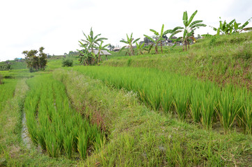 Jatiluwih paddy field rice terraces in Bali