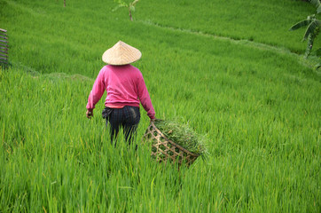 Farmer wearing traditional paddy hat working in beautiful Jatiluwih rice terrace in Bali, Indonesia