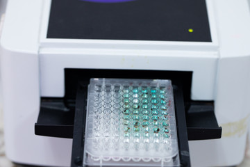 Study of fish blood composition with 96 wells microplate for laboratory testing.