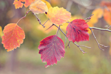 wooden table in front of a colorful autumn landscape
