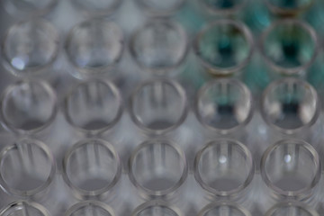 Study of fish blood composition with 96 wells microplate for laboratory testing.