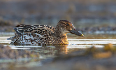 Female Garganey swims in yellow colored water pond in the morning light