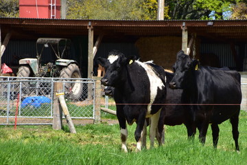 The view of New Zealand