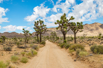 A dusty road through Joshua Tree National Park in California