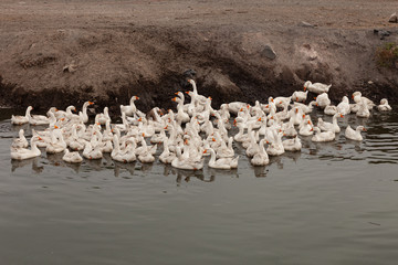 ducks in a stream