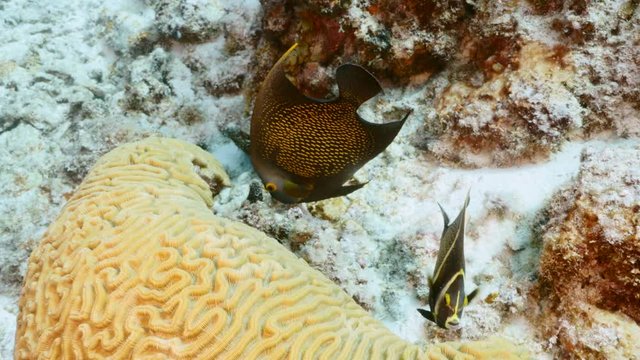 Seascape of coral reef in the Caribbean Sea around Curacao with French Angelfish, coral and sponge