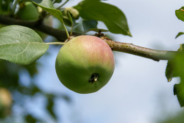 Red Ripe apples on a branch on a background of green foliage. Close-up on a sunny day