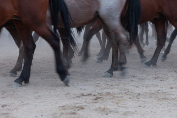 Obraz premium running horse hooves