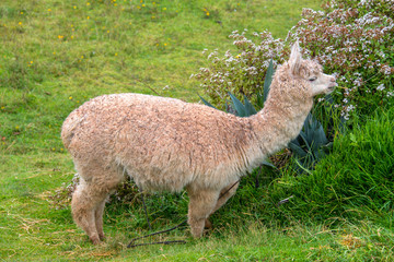 Cute alpaca is walking in the park in Cusco (Peru)