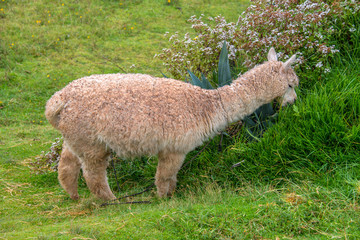 Naklejka na ściany i meble Cute alpaca is walking in the park in Cusco (Peru)