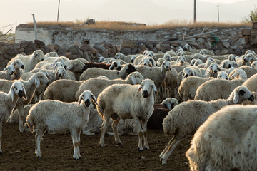 Fototapeta premium flock of sheep at sunrise