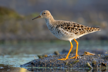 Mature female Ruff walks on damp muddy soil near water in morning